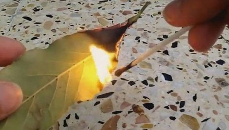 Μεγάλη προσοχή: Κάψτε αμέσως ένα φύλλο δάφνης στο σπίτι σας! Δείτε γιατί...