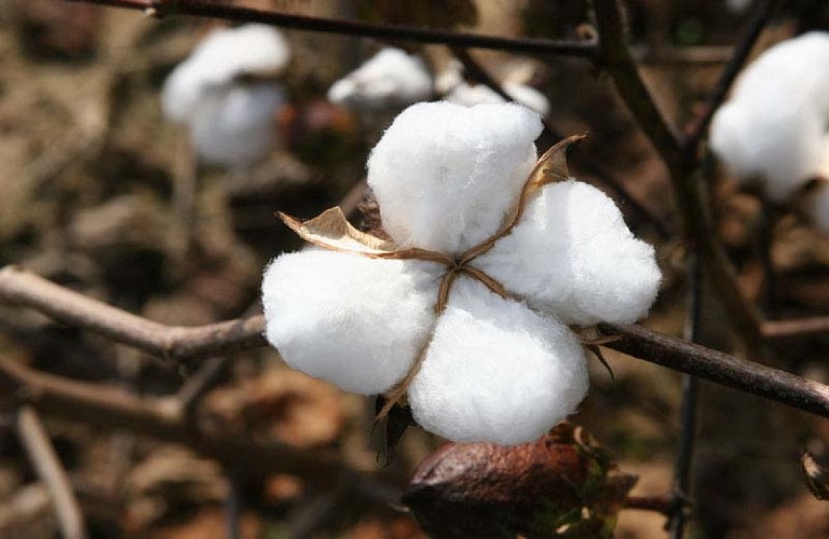 Σε διαβούλευση η Eθνική Στρατηγική για το Βαμβάκι