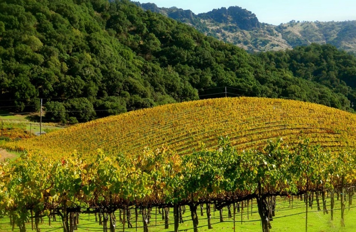 Αυξάνονται οι βιολογικοί αμπελώνες