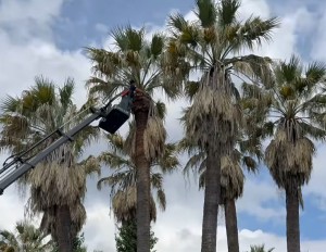 Χρήστος Βούρβαχης: Το Μεσολόγγι ανθίζει με αφορμή την άνοιξη και τις παρεμβάσεις του τμήματος πρασίνου