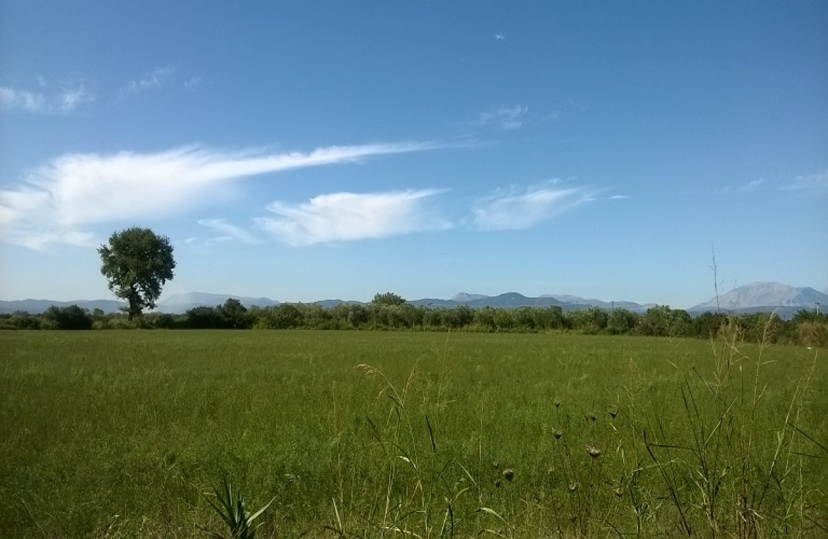 FAO: αυξάνονται οι τιμές και η ζήτηση σε βασικά προϊόντα