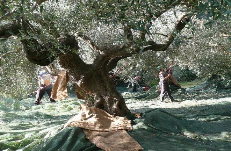 Αιτωλοακαρνανία: Στο φουλ οι μηχανές για την συγκομιδή της ελιάς