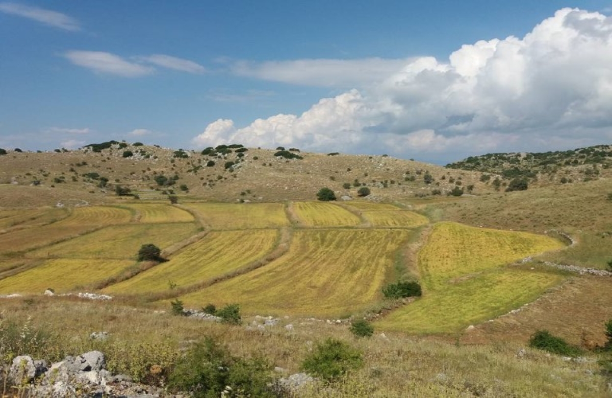 ΠΟΠ η φακή Εγκλουβής