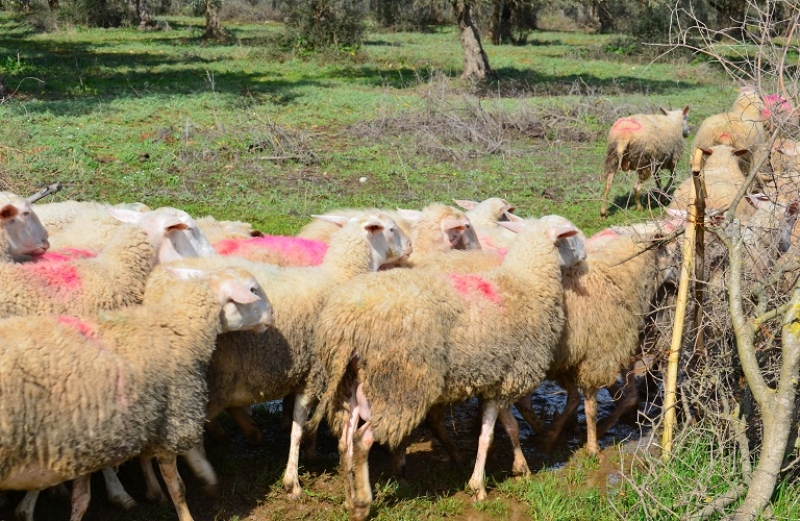Αρχίζει η ετήσια απογραφή του ζωικού κεφαλαίου