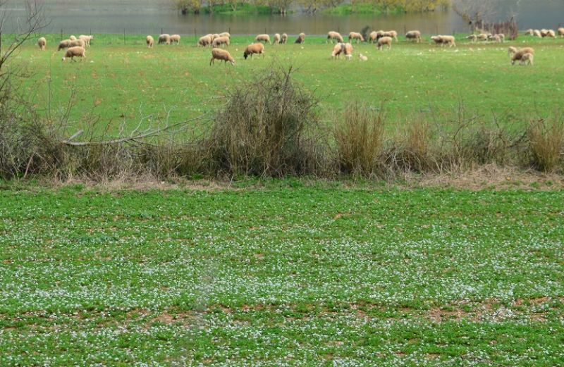 Χτίζοντας έναν βιώσιμο πλανήτη μετά το σοκ του κορωνοϊού