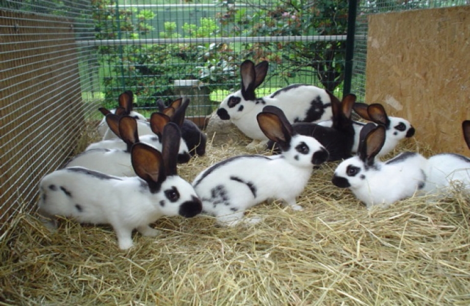 Οδηγός εκτροφής κουνελιών