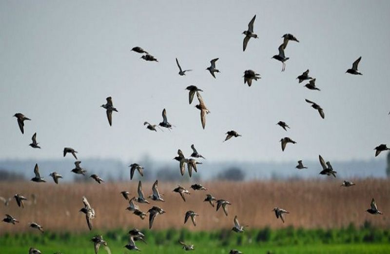 Μεταβιβάσεις-Τροποποιήσεις για την &quot;άγρια ορνιθοπανίδα&quot;