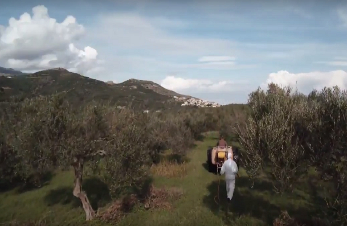 Δακοκτονία 2022: πρόσληψη 30 παγιδοθετών για την Αιτωλοακαρνανία