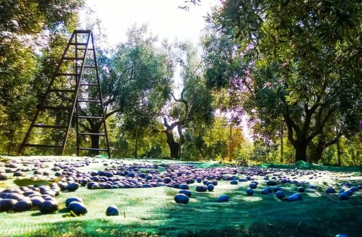 Η Κομισιόν δικαιώνει τα επιχειρήματα της Αιτωλοακαρνανίας για την ελιά Καλαμών