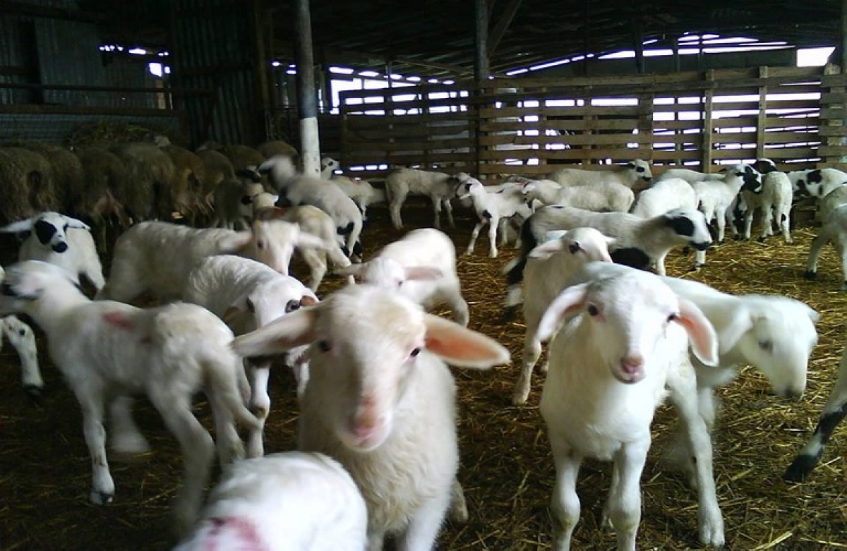 Ψηφιακή υποβολή αδειοδότησης δραστηριοτήτων του πρωτογενούς τομέα