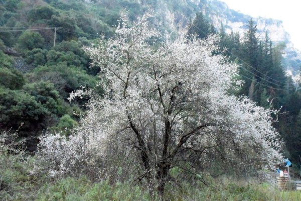 "Μύρισε" άνοιξη στο φαράγγι της Κλεισούρας - Άνθισαν οι αμυγδαλιές