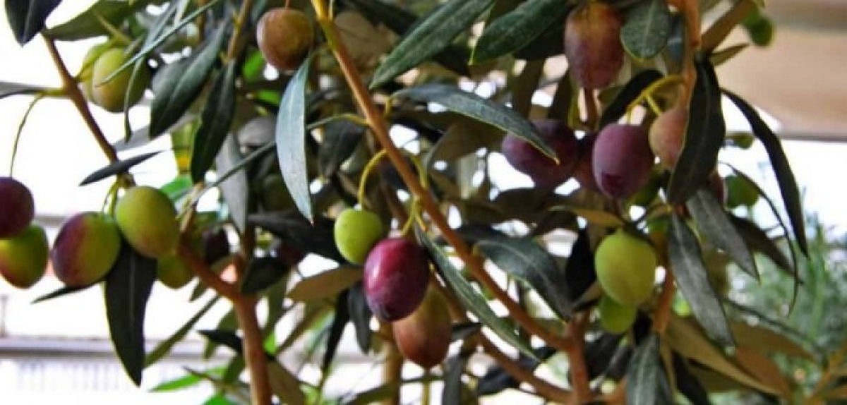 Στην Αιτωλοακαρνανία «χάθηκε» τουλάχιστον η μισή παραγωγή – Ρεκόρ ακαρπίας στην ελιά