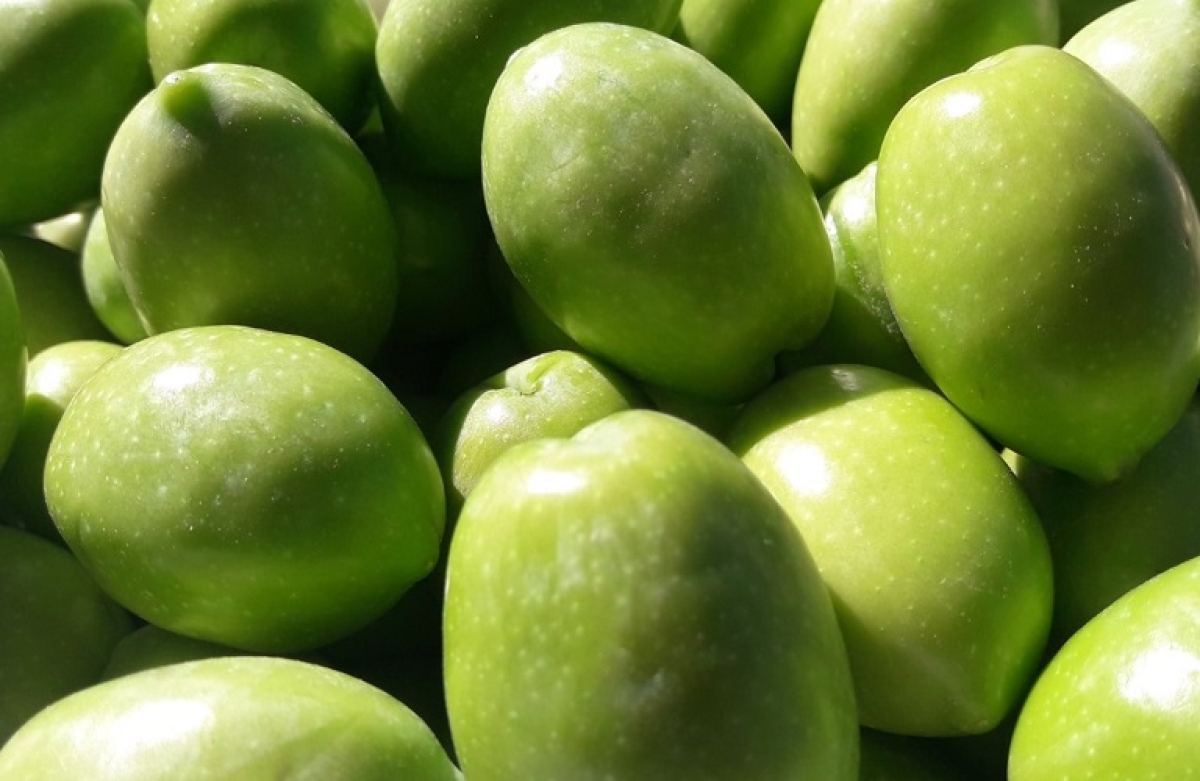 Επιτραπέζιες ελιές: Εκτιμήσεις για την παραγωγή 2021/22