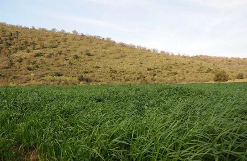 Νέα πληρωμή 1,6 εκατ. ευρώ από ΟΠΕΚΕΠΕ