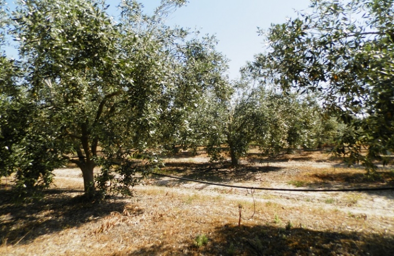 Γεωργικές προειδοποιήσεις για την ελιά