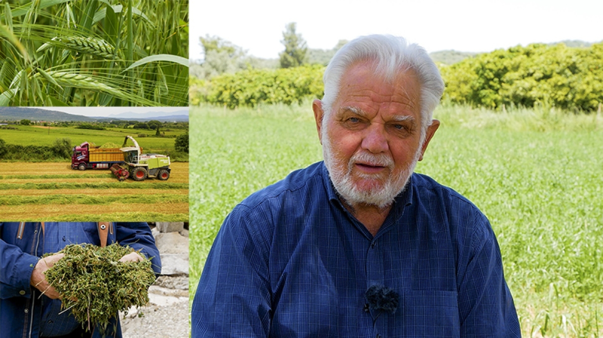 Συμβουλές επιτυχίας προς κτηνοτρόφους για παραγωγή ζωοτροφής - ενσίρωση