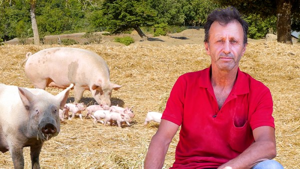 Ο Κοσμάς και τα γουρουνάκια του - Η σκληρή ζωή του κτηνοτρόφου (βίντεο)