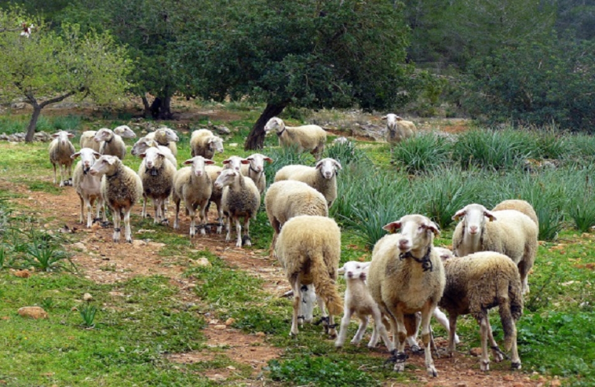 Μέτρο 22 - νεοεισερχόμενοι: κατάταξη αιτούντων και έναρξη ενστάσεων