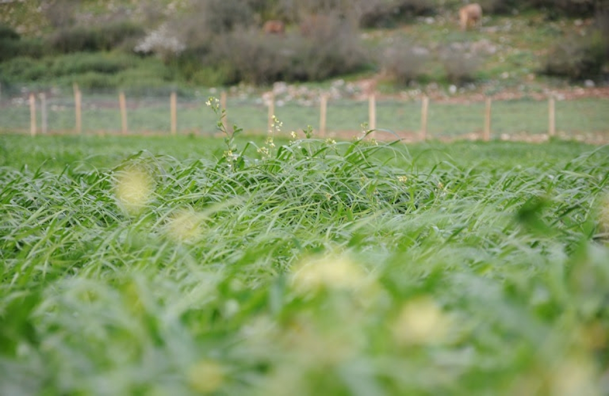 Νέοι αγρότες, βιολογικά προϊόντα, καινοτομία, συλλογικά σχήματα οι μεγάλοι κερδισμένοι από τη νέα ΚΑΠ