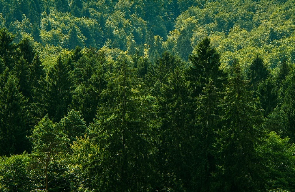 Τι είναι η ουδετερότητα του άνθρακα και πως μπορεί να επιτευχθεί έως το 2050