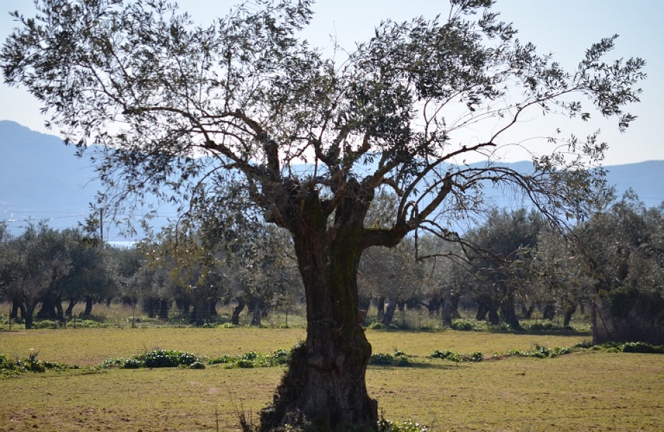 Η ελιά κρασί δε βγάζει…