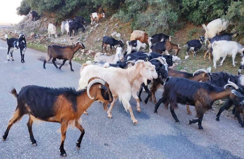 Αυτόχθονες φυλές: Υποβολή παραστατικών