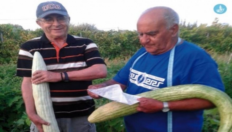 Ρόδος: Αυτά είναι τα αγγούρια που θα χαρίσουν στην Μέρκελ και τον Σόιμπλε (εικόνα)