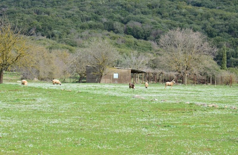 Παράταση μέχρι 31 Αυγούστου για τις εισφορές στον ΕΛΓΑ