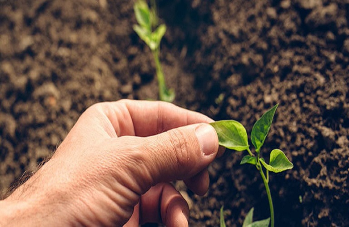 Ενημέρωση για τον Φυτοϋγειονομικό Έλεγχο