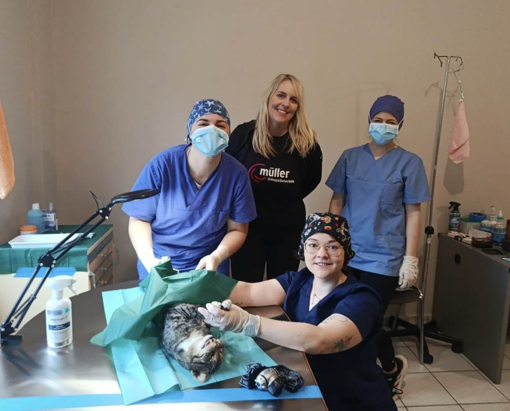 Δήμος Ναυπακτίας: Έως τις 27 Φεβρουαρίου η δράση δωρεάν στειρώσεων αδέσποτων γατών