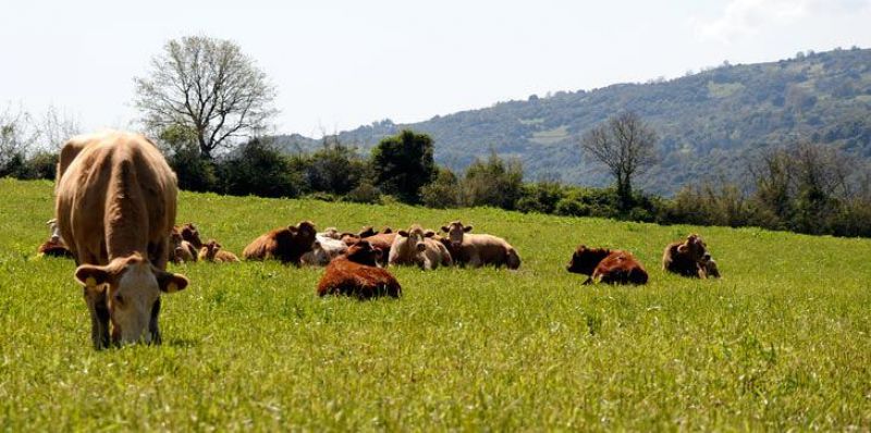 Νέα ημερομηνία υποβολής των αιτήσεων στην πρόσκληση της βιολογικής κτηνοτροφίας