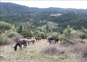 Κράββαρα: Το μαγικό δάσος της Άνω Χώρας στην Ορεινή Ναυπακτία
