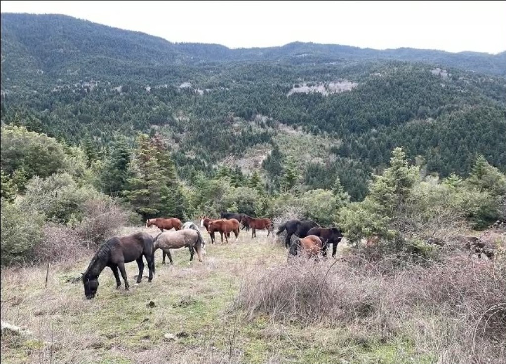 Κράββαρα: Το μαγικό δάσος της Άνω Χώρας στην Ορεινή Ναυπακτία