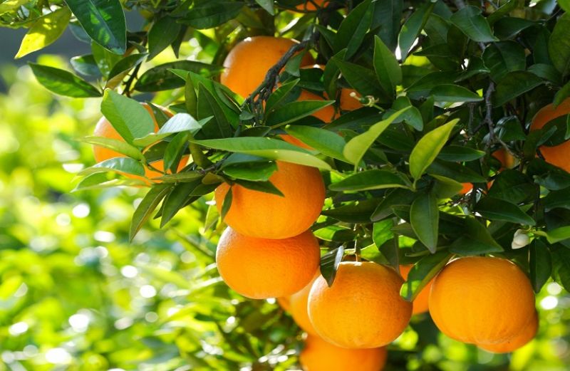 Διεπαγγελματική Οργάνωση και στα Εσπεριδοειδή