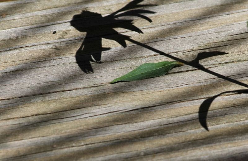 Όταν οι ανίκανοι γίνονται ικανοί για όλα