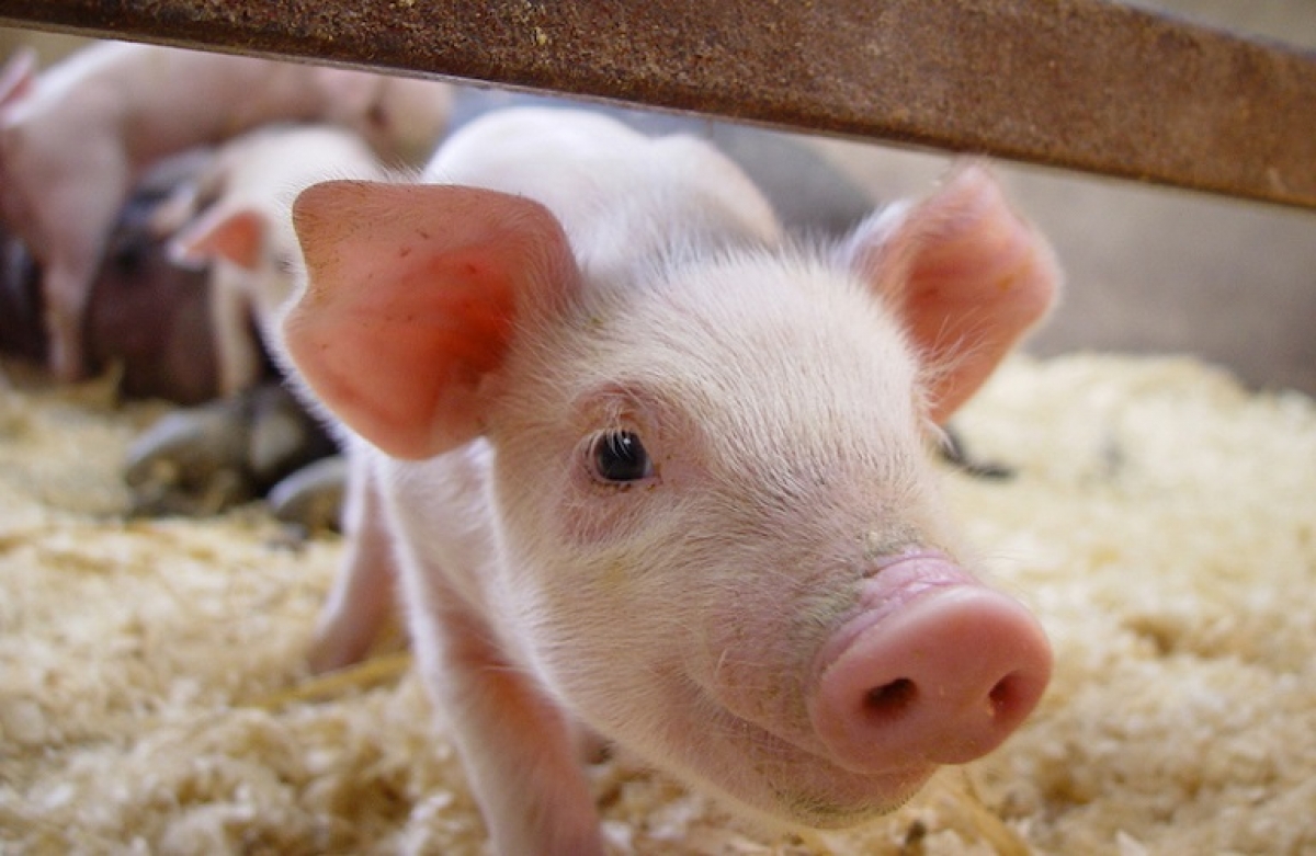 Ενίσχυση 15,5 εκατ. ευρώ στους χοιροτρόφους