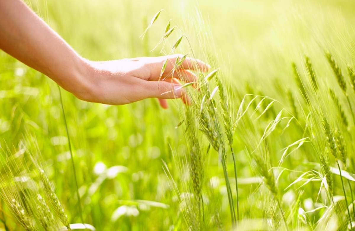 Συνάντηση Λιβανού με τον Γενικό Διευθυντή του FAO