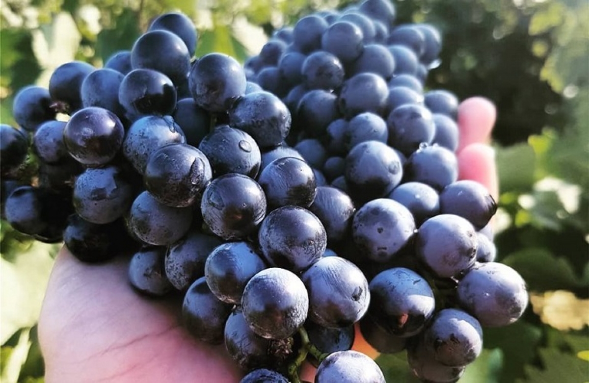 Δέσμη μέτρων στήριξης αμπελοοινικού τομέα