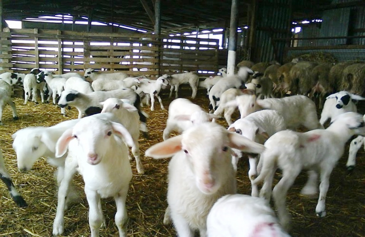 Η κτηνοτροφία στα όρια της φτώχειας!