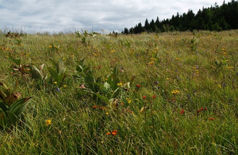 Νέα πληρωμή από τον ΟΠΕΚΕΠΕ