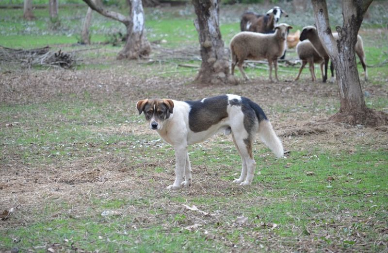 Οι 24 κανόνες για την ευημερία των ζώων