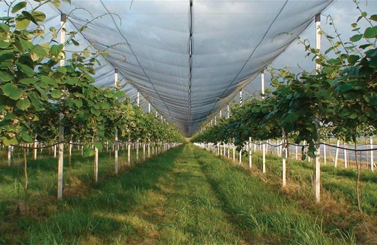 Σπαράγγι και ακτινίδιο δίνουν στο Αγρίνιο ρόλο leader αγορών