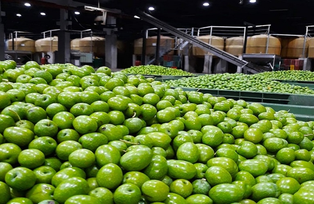 Επιτραπέζιες ελιές: οι εξαγωγές