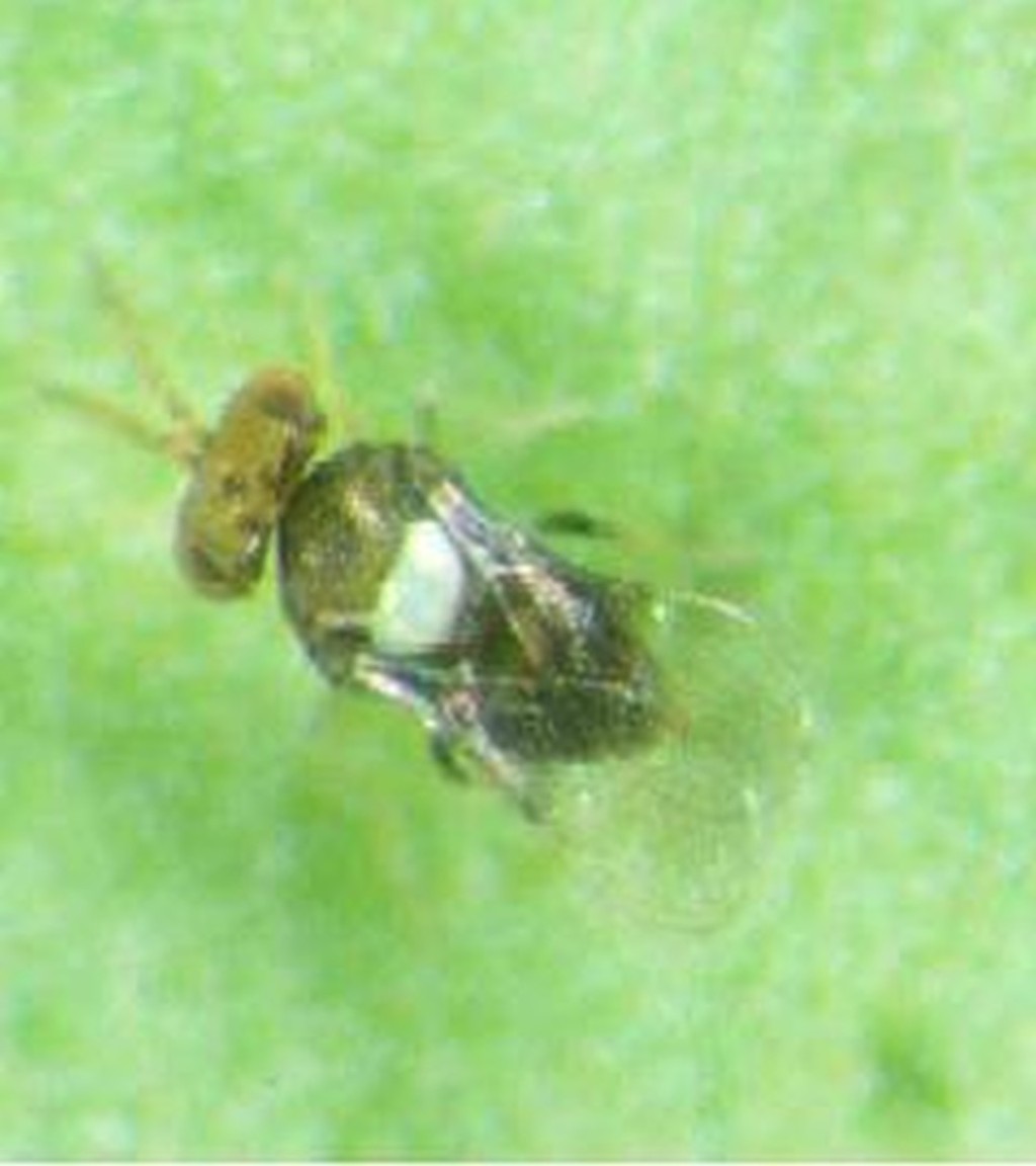 Συνεχίζεται το πρόγραμμα βιολογικής καταπολέμησης του μαύρου ακανθώδη αλευρώδη στην Π.Ε. Αιτωλοακαρνανίας