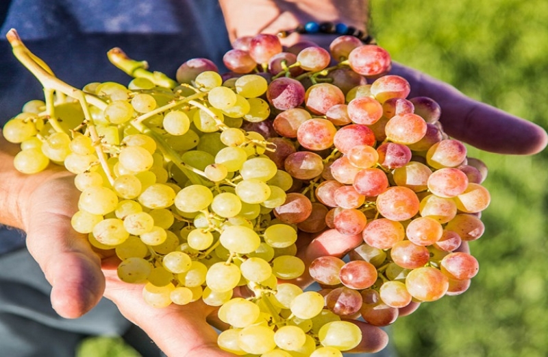 Στην απόσταξη και μη επιλέξιμα προς οινοποίηση σταφύλια
