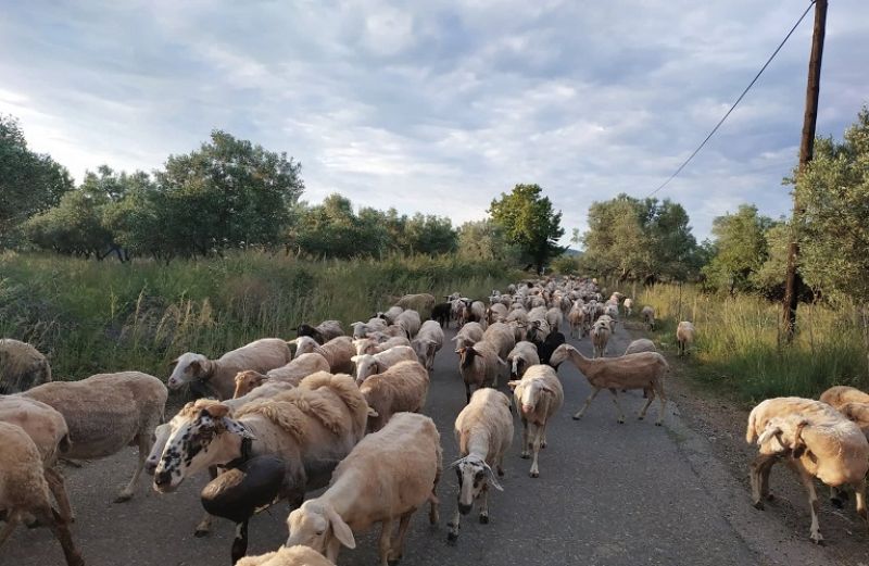 Βιολογική Κτηνοτροφία: Αναρτήθηκαν οι προσωρινοί δικαιούχοι