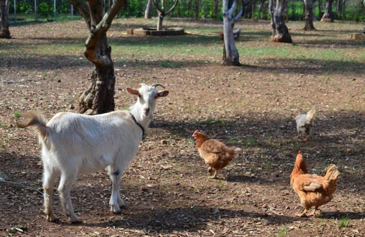 Βιώσιμη Παραγωγή - Βιώσιμη Κατανάλωση