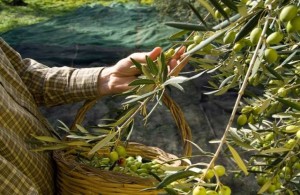 Έχετε πάνω από 21 ελαιόδεντρα; Η διαδικασία δήλωσης συγκομιδής – Πρόστιμα έως 5.000 ευρώ