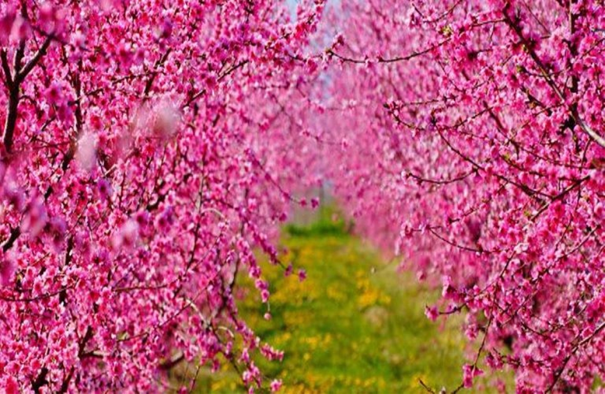 Διαδικτυακή εκδήλωση για τις τοπικές ποικιλίες οπωροφόρων δέντρων στις 24 Φεβρουαρίου 2021 17:00