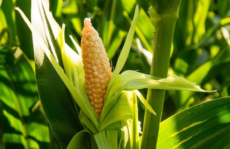 Σημαντικές αποφάσεις για βαμβάκι και καλαμπόκι
